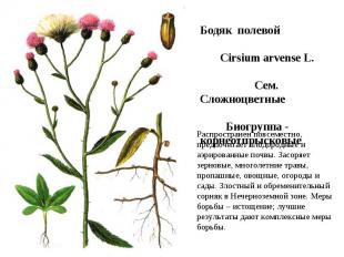 Бодяк полевой Cirsium arvense L. Сем. Сложноцветные Биогруппа - корнеотпрысковые