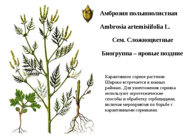 Амброзия полыннолистная Ambrosia artemisiifolia L. Сем. Сложноцветные Биогруппа – яровые поздние