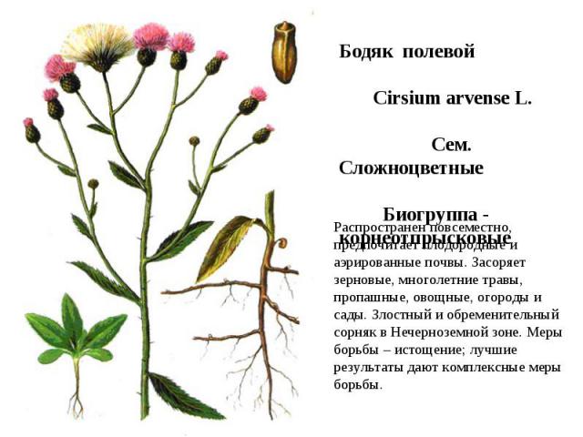 Бодяк полевой Cirsium arvense L. Сем. Сложноцветные Биогруппа - корнеотпрысковые