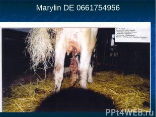 Marylin DE 0661754956