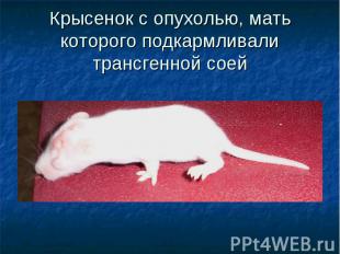 Крысенок с опухолью, мать которого подкармливали трансгенной соей