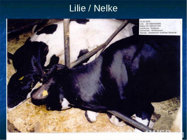 Lilie / Nelke