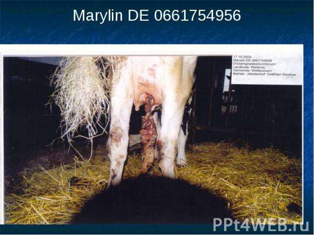 Marylin DE 0661754956