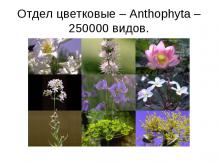 Отдел цветковые – Anthophyta – 250000 видов
