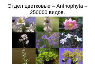 Отдел цветковые – Anthophyta – 250000 видов.
