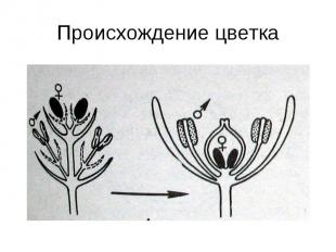 Происхождение цветка