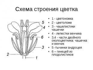Схема строения цветка 1 - цветоножка 2 - цветоложе 3 - чашелистики чашечки 4 - л