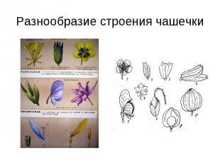 Разнообразие строения чашечки