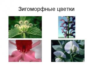Зигоморфные цветки