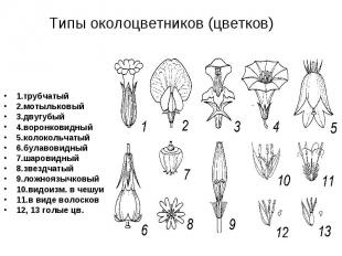 Типы околоцветников (цветков) 1.трубчатый 2.мотыльковый 3.двугубый 4.воронковидн