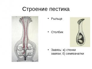 Строение пестика Рыльце Столбик Завязь: а) стенки завязи; б) семязачатки