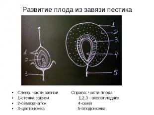 Развитие плода из завязи пестика Слева: части завязи Справа: части плода 1-стенк