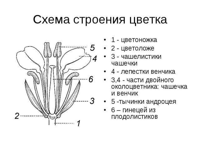 Схема строения цветка 1 - цветоножка 2 - цветоложе 3 - чашелистики чашечки 4 - лепестки венчика 3,4 - части двойного околоцветника: чашечка и венчик 5 -тычинки андроцея 6 – гинецей из плодолистиков
