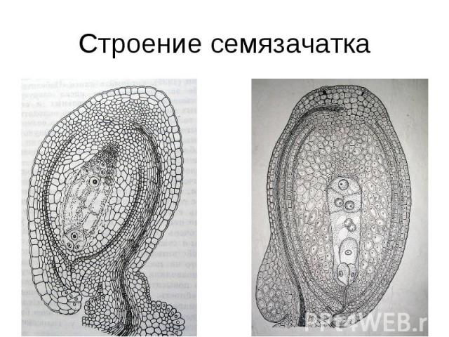 Строение семязачатка