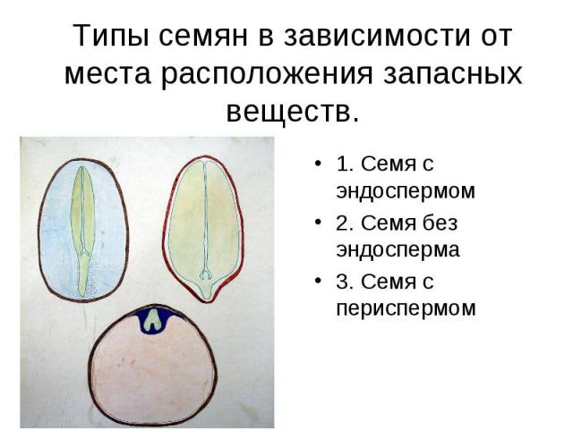 Типы семян в зависимости от места расположения запасных веществ. 1. Семя с эндоспермом 2. Семя без эндосперма 3. Семя с периспермом