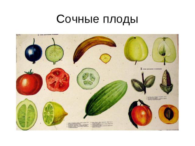 Сочные плоды