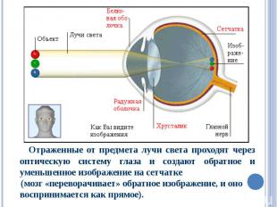 Отраженные от предмета лучи света проходят через оптическую систему глаза и созд