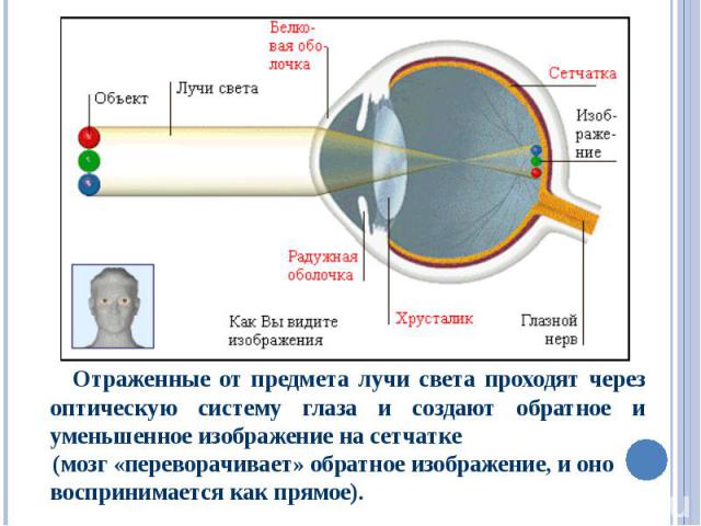 Отраженные от предмета лучи света проходят через оптическую систему глаза и создают обратное и уменьшенное изображение на сетчатке   Отраженные от предмета лучи света проходят через оптическую систему глаза и создают обратное и уменьшенное изоб…