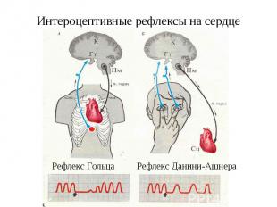 Интероцептивные рефлексы на сердце