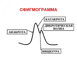 СФИГМОГРАММА