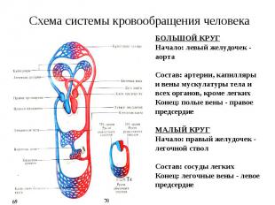 Схема системы кровообращения человека