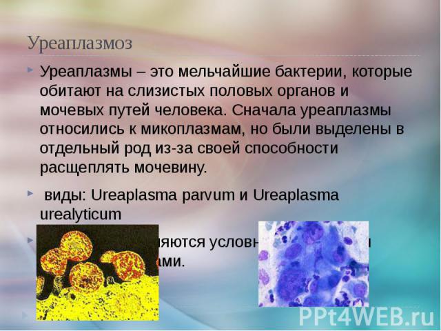 Уреаплазмоз Уреаплазмы – это мельчайшие бактерии, которые обитают на слизистых половых органов и мочевых путей человека. Сначала уреаплазмы относились к микоплазмам, но были выделены в отдельный род из-за своей способности расщеплять мочевину. виды:…