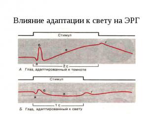 Влияние адаптации к свету на ЭРГ