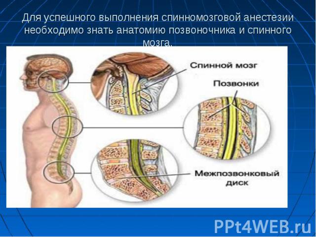 Для успешного выполнения спинномозговой анестезии необходимо знать анатомию позвоночника и спинного мозга.