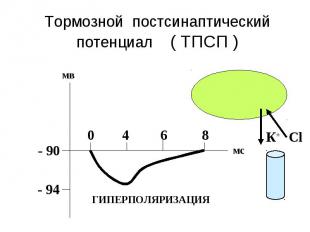 Тормозной постсинаптический потенциал ( ТПСП )