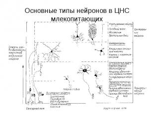 Основные типы нейронов в ЦНС млекопитающих