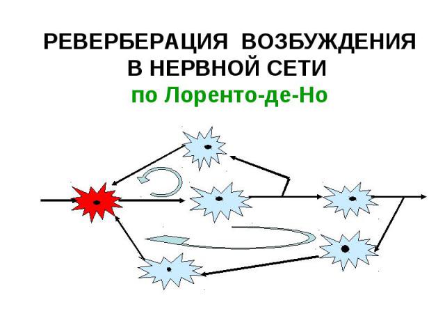 РЕВЕРБЕРАЦИЯ ВОЗБУЖДЕНИЯ В НЕРВНОЙ СЕТИ по Лоренто-де-Но