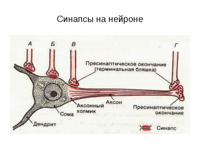 Синапсы на нейроне