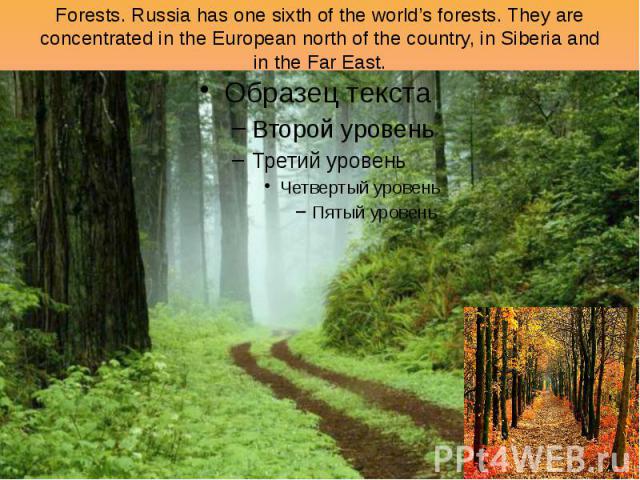 Forests. Russia has one sixth of the world’s forests. They are concentrated in the European north of the country, in Siberia and in the Far East.