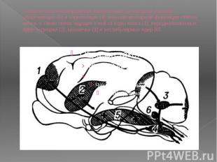 Схематическое изображение мозга кошки, на котором указаны облегчающие (5) и торм