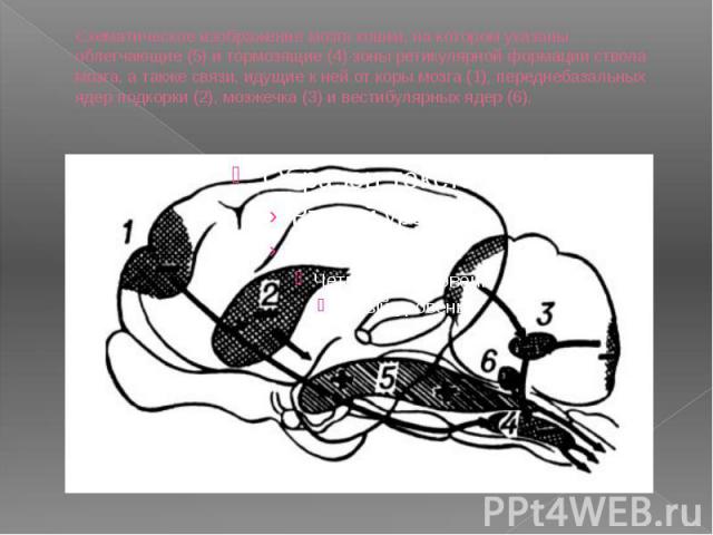 Схематическое изображение мозга кошки, на котором указаны облегчающие (5) и тормозящие (4) зоны ретикулярной формации ствола мозга, а также связи, идущие к ней от коры мозга (1), переднебазальных ядер подкорки (2), мозжечка (3) и вестибулярных ядер (6).