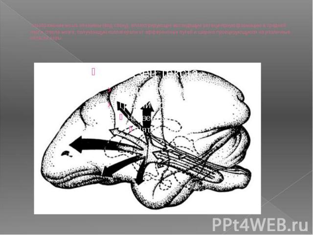 Изображение мозга обезьяны (вид сбоку), иллюстрирующее восходящую ретикулярную формацию в средней части ствола мозга, получающую коллатерали от афферентных путей и широко проецирующуюся на различные области коры.  