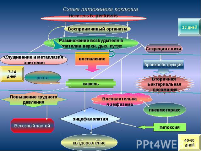 Схема патогенеза коклюша