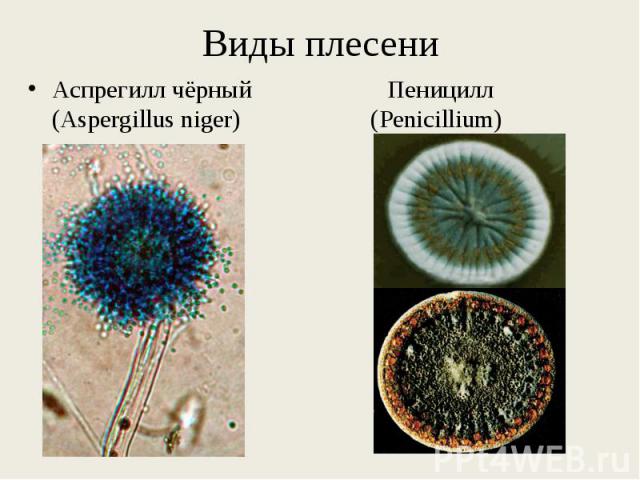 Аспрегилл чёрный Пеницилл (Aspergillus niger) (Penicillium) Аспрегилл чёрный Пеницилл (Aspergillus niger) (Penicillium)