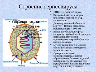 Строение герпесвируса ДНК-содержащий вирус; Вирусный капсид в форме икосаэдра со