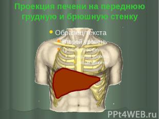 Проекция печени на переднюю грудную и брюшную стенку