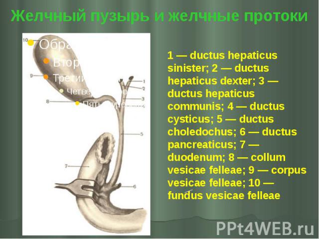Бананы при холецистите. Бананы при желчном пузыре. Ductus hepaticus communis. Ductus hepaticus communis на препарате.