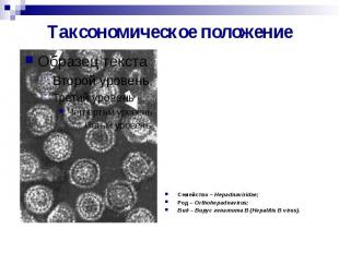 Таксономическое положение Семейство – Hepadnaviridae; Род – Orthohepadnavirus; В