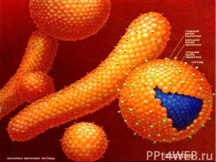Биология вируса гепатита с презентациями