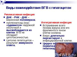 Виды взаимодействия ВГВ с гепатоцитом Репликативная инфекция ДНК→РНК→ДНК – вирио