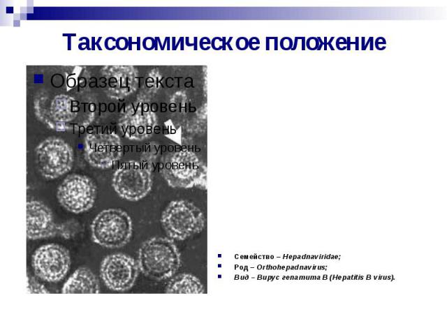 Таксономическое положение Семейство – Hepadnaviridae; Род – Orthohepadnavirus; Вид – Вирус гепатита В (Hepatitis B virus).