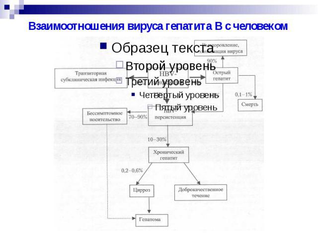 Взаимоотношения вируса гепатита В с человеком