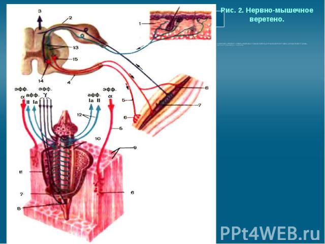 Рис. 2. Нервно-мышечное веретено. 1 — рецепторы кожи; 2 — задний корешок; 3 — тонкий пучок; 4 — передний корешок; 5 — волокно альфа- мотонейрона; 6 — концевые моторные пластинки альфа-мотонейрона; 7 — нервно-мышечное веретено; 8 — концевые моторные …