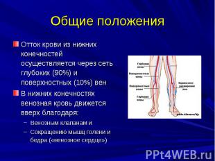 Общие положения Отток крови из нижних конечностей осуществляется через сеть глуб