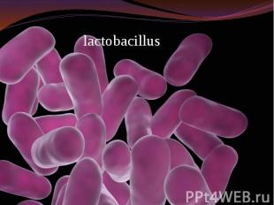 lactobacillus lactobacillus