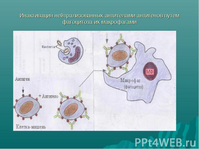 Инактивация нейтрализованных антителами антигенов путем фагоцитоза их макрофагами